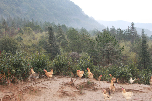 湖北土鸡蛋直供杭州，源泉生态系列农产品